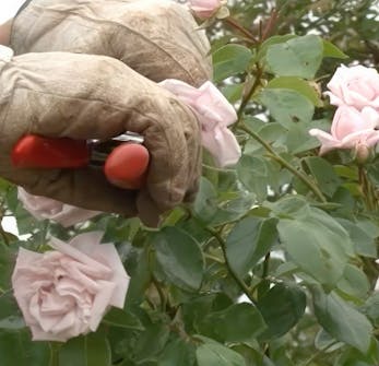 visne roser visne roser